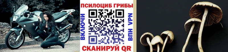 наркота  Вихоревка  Галлюциногенные грибы мицелий 
